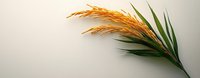 Golden wheat ear with green leaves on light neutral background, agricultural harvest concept, panoramic composition with copy space for text placement.