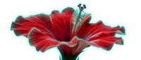 Vibrant red hibiscus flower with turquoise stamens isolated on white background, ready for design projects and botanical illustrations.