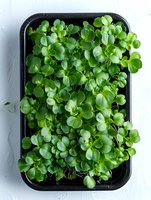 Fresh microgreens growing in black container on white surface, vibrant green seedlings with round leaves showing healthy growth pattern for culinary and garnish use.
