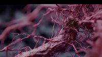 Microscopic view of blood vessels network in deep red tones showing intricate capillary system and vascular connections against dark background for medical visualization.