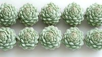 Rows of pale mint green succulent plants arranged in symmetrical pattern on light background. Decorative botanical composition showing delicate rosette shapes.