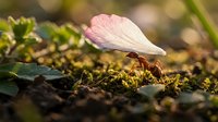 Red ant carrying delicate pink flower petal across mossy ground in natural outdoor environment showcasing teamwork and determination in nature.