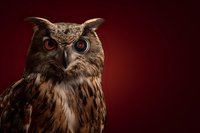 Eurasian eagle owl with intense red eyes against dark burgundy background, showcasing detailed feather texture and predatory gaze for wildlife photography.