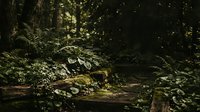 Lush forest floor with fallen log, ferns, and moss in dense woodland shade, suitable for nature, environmental, and outdoor design projects.