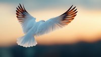 Majestic white dove with spread wings soaring against blurred sunset sky background in soft pastel colors, symbolizing peace, freedom and spirituality.