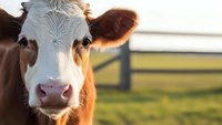 Young brown and white dairy cow portrait in golden sunlight on farm pasture with wooden fence background for agricultural and livestock concepts.