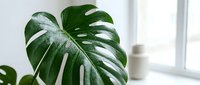Monstera deliciosa plant with large fenestrated leaves in bright natural light near window creating tropical indoor garden atmosphere for home decor.