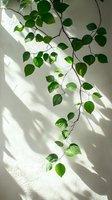Green climbing plant leaves casting shadows on white wall in natural sunlight, creating minimalist composition for modern interior design and decor.