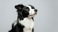 Border collie dog portrait looking up with alert expression on neutral background for pet care and training concepts.