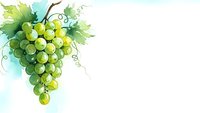 Watercolor green grapes cluster with leaves and vine tendrils on white background for wine labels, kitchen decor and culinary designs.