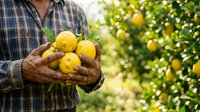 Farmer holding fresh yellow lemons in hands with orchard trees in blurred background, harvesting citrus fruits outdoors.