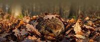 Hedgehog nestled among fallen autumn leaves and twigs in forest setting, wildlife and nature stock photo.