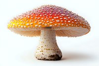 Red and orange spotted amanita muscaria mushroom with white dots on cap against white background, isolated macro photograph for nature and botanical design.