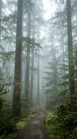Misty forest trail winding through towering evergreen trees with atmospheric fog creating moody woodland scenery for nature and hiking concepts.