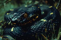 Dark scaled snake with iridescent black scales and yellow markings coiled in green foliage, water droplets glistening on its scales in dramatic macro photography.