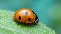 Red ladybug with black spots sitting on green leaf surface in natural garden environment for nature and wildlife photography projects.