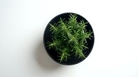 Small rosemary herb plant in black pot viewed from above on white background. Fresh aromatic culinary herb for cooking and gardening projects.