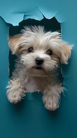 Curious Maltese puppy peeping through torn turquoise paper hole, creating playful and engaging composition against contrasting background. For advertising and pet care marketing.