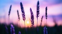 Silhouettes of wild grass and wheat stalks against vibrant purple sunset sky with golden sun creating peaceful nature scene for relaxation and meditation.