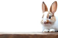 Adorable brown and white bunny rabbit with long ears looking at camera on wooden surface against white background, isolated pet portrait for Easter designs.