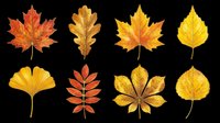 Autumn leaves collection isolated on transparent background, ready for t-shirt design, clipart, stickers, sublimation and print-on-demand projects.