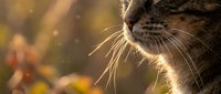 Tabby cat with prominent whiskers in warm sunlight, gazing outdoors with blurred autumn foliage background. Suitable for pet, nature, and lifestyle content.