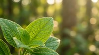 Fresh green leaves with detailed veins in soft natural sunlight creating bokeh background for organic gardening and nature photography projects.