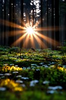 Magical sunburst through dark forest trees illuminates morning dew on wild flowers and moss creating ethereal atmosphere in mystical woodland scene.