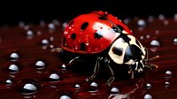Red ladybug with black spots on wet surface with water droplets, macro photography showing detailed insect anatomy and natural moisture patterns.