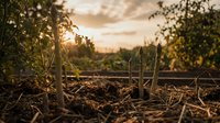 Young green plant seedlings emerging from rich dark soil in organic garden bed during golden hour sunrise with natural bokeh background for agriculture concepts.