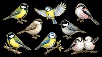 Colorful songbirds collection isolated on transparent background, ready for t-shirt designs, clipart, stickers, sublimation and print-on-demand projects.
