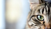 Close-up portrait of tabby cat with striking green eyes and detailed fur markings showing feline facial features in soft natural lighting.