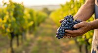 Farmer holding fresh dark grapes in vineyard during harvest season, ripe fruit ready for wine production in agricultural field.