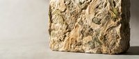 Ancient limestone fossil specimen with embedded marine creatures and shells on neutral background for educational and scientific research purposes.