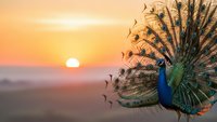 Majestic peacock displaying colorful plumage against golden sunset sky. Male bird with spread tail feathers in natural outdoor setting for wildlife photography.