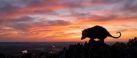 Silhouette of wild boar against dramatic sunset sky with orange and pink clouds over rural landscape for wildlife and nature themes.