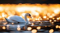 Elegant white swan swimming in golden sunset water with beautiful bokeh light reflections creating magical atmosphere for nature and wildlife photography.