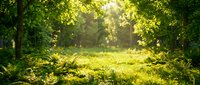 Sunlit forest clearing with lush green foliage and dappled light filtering through dense canopy, creating serene natural woodland atmosphere for environmental and nature-themed projects.