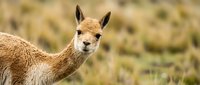 Young vicuña calf with soft golden fur standing in natural grassland habitat. Wildlife photography showcasing South American camelid in pastoral setting.