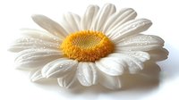 Fresh white daisy flower with water drops on petals against light background, macro photography showing detailed texture of morning dew on pure petals.