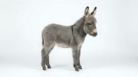 Gray donkey foal standing in profile on white background, isolated farm animal ready for design projects and educational materials.