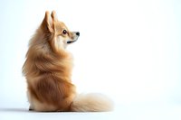 Adorable Pomeranian dog with fluffy brown fur sitting against white background, side view portrait showing distinctive fox-like face and alert expression.