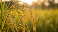 Golden rice grains ripening in warm sunlight on agricultural field during harvest season with soft bokeh background for farming and food production concepts.