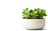 Green succulent plant growing in modern round white concrete pot isolated on white background. Minimalist home decor and gardening concept.