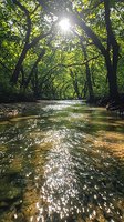 Sunlight streams through green forest canopy over flowing creek with sparkling water reflections and rocky riverbed, creating serene natural landscape.
