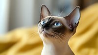 Siamese cat with bright blue eyes looking up against blurred yellow background, showcasing distinctive facial features and alert expression of purebred feline.