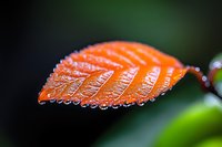 Orange autumn leaf with morning dew drops on dark background. Macro photography shows detailed water droplets on textured foliage surface in nature.