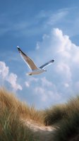 Seagull soaring over coastal sand dunes with beach grass against bright blue summer sky and white puffy clouds, capturing freedom and natural seascape atmosphere.