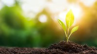 Young green plant seedling growing in fertile soil with sunlight and natural bokeh background, representing growth, new beginnings and environmental care.