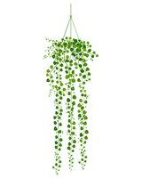 Hanging string of pearls plant with cascading round green leaves on white isolated background, decorative indoor houseplant for modern home decor and interior design.